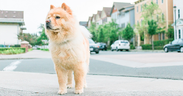 AangeredenHond